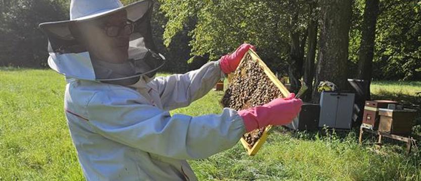Dzisiaj Dzień pszczół. Ule w Zakładzie Produkcji Wody „Świerczewo”