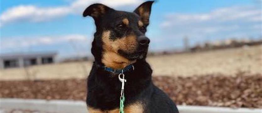 Pimpek – tylko adoptować!