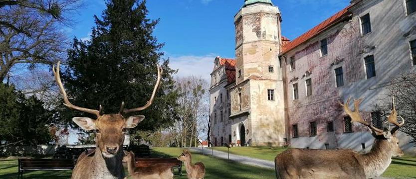 Książęcy zamek i daniele jako ogrodowe kosiarki