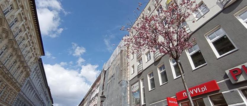 Więcej zieleni na deptaku? Jest taki pomysł