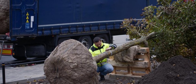 Ponad 36 mln zł na zazielenienie 6 polskich miast. Trafią także do Zachodniopomorskiego