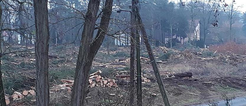 Był las – będzie las. Pokoleniowa zmiana wśród drzew