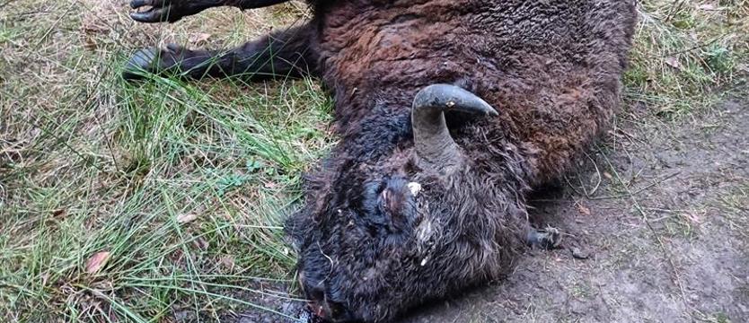 Znaleziono martwego żubra. Kolejne zwierzę padło od kuli