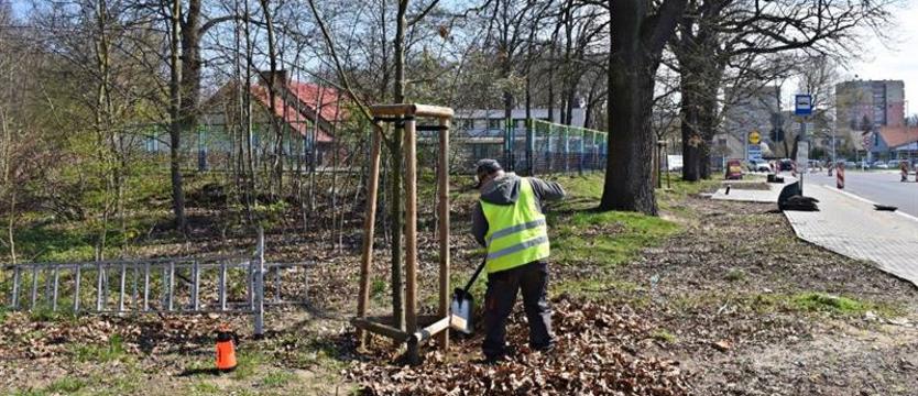 W pasie drogowym przy ul. Modrej pielęgnują przesadzone dęby