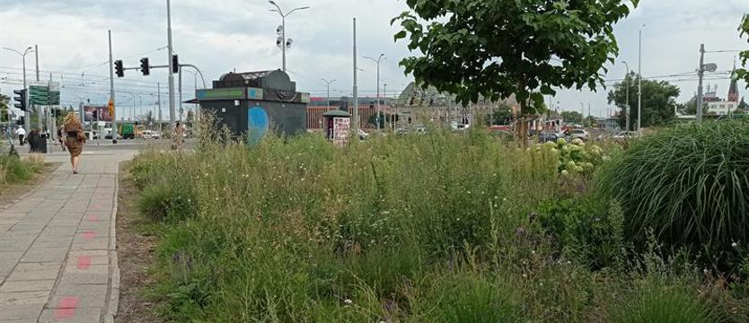 Kosztowna powódź chwastów 