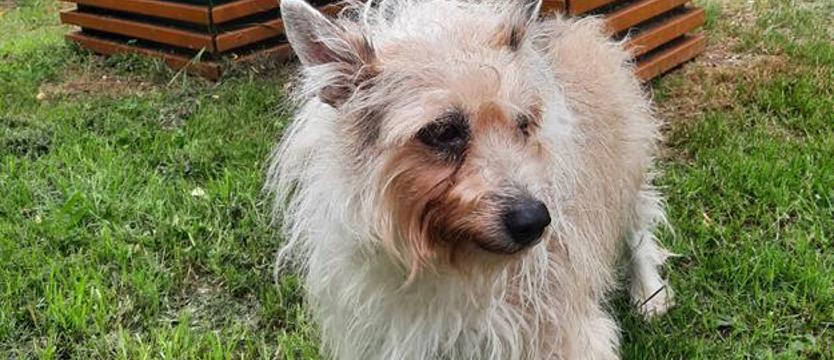 Weź mnie KURIEREM do domu. Czule pomyśl o Foxi