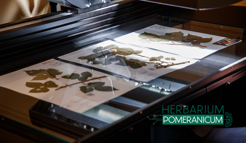 Herbarium Pomeranicum - cyfrowy zielnik