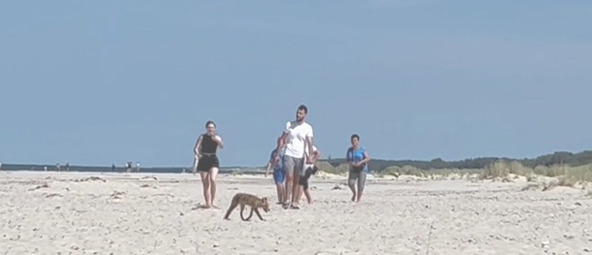 Lis zdobywał łupy na plaży