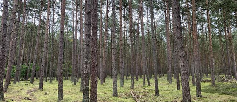 Las otwarty dla wszystkich. Od środy zakaz wstępu już nie obowiązuje