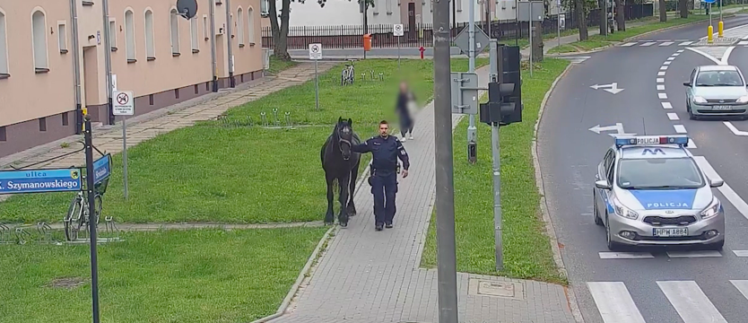Koń biegał po ruchliwych ulicach. Interweniowała policja