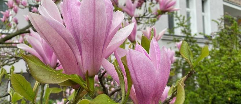 Pomysł na majówkę. Wszystkie magnolie Szczecina.