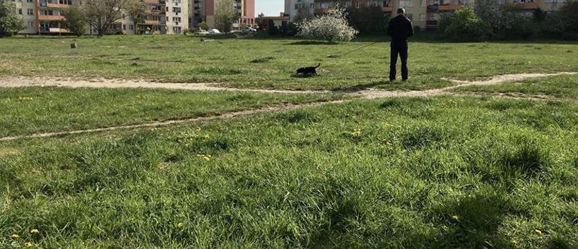 Park na psim polu pod znakiem zapytania. Trzy oferty i znów bardzo drogo