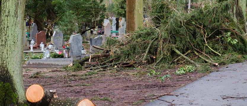Porażające straty w zieleni "parku umarłych"