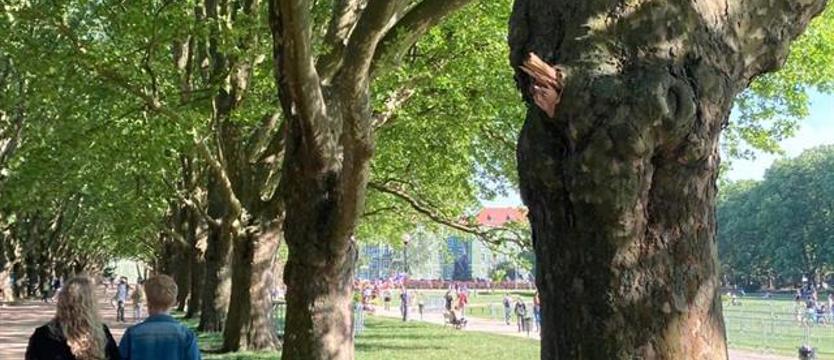 Rozjeżdżane Jasne Błonia – uszkadzane platany. Przyzwolenie na niszczenie?