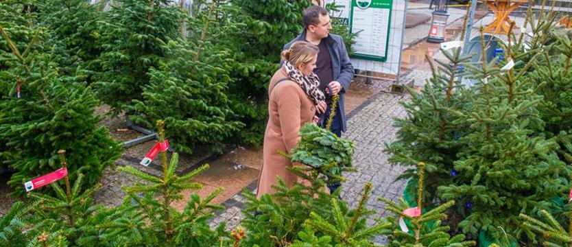 Trwa sprzedaż choinek. Od leśnika, ogrodnika, z internetu