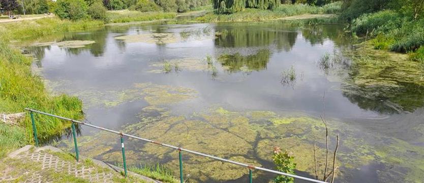 Przyduchy porażające żniwo w Jeziorze Słonecznym