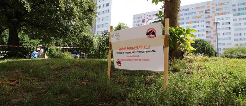 Szczury w centrum Kołobrzegu