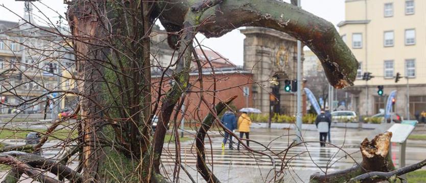Drzewo na pl. Solidarności znów ucierpiało