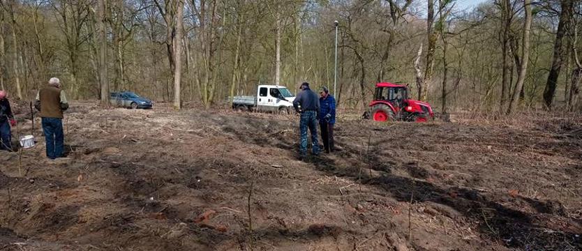Sadzenie drzew w lasach. Szczecin wzbogacił się o ponad 2 hektary nowych lasów