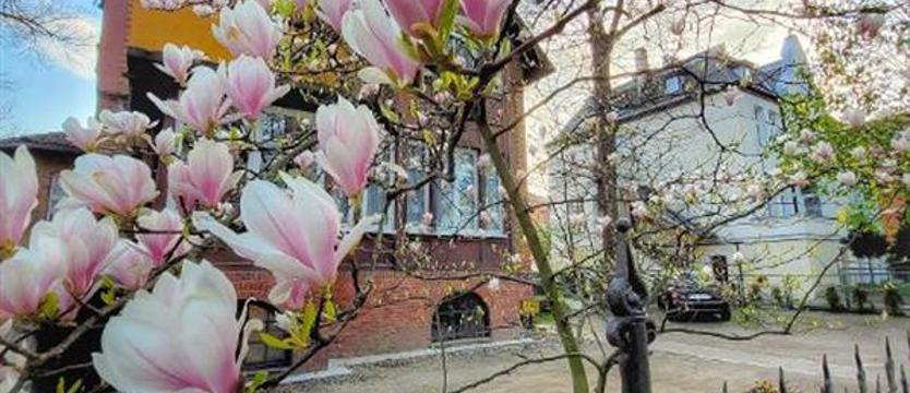 Magnolie od Czytelników. Poznajmy zwycięzców