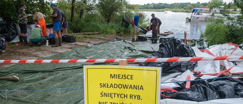 Marszałkowie chcą odbudować ekosystem Odry