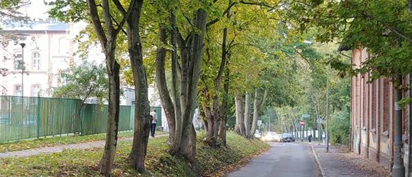 NIE dla wycinki drzew. Szczecinianie w obronie zieleni