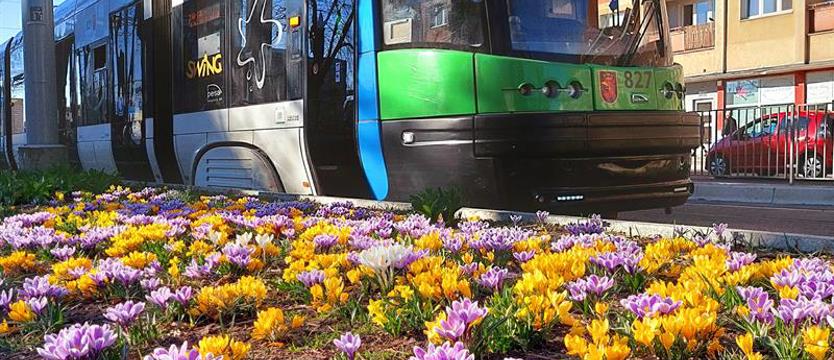 Krokusy za krokusy 2022. Głosowanie na kwietne kadry