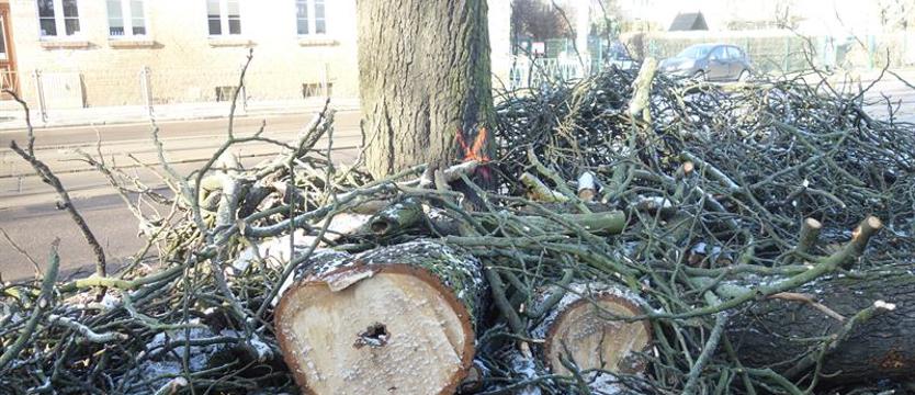 Wycinka drzew na Pomorzanach. Mieszkańcy zaniepokojeni