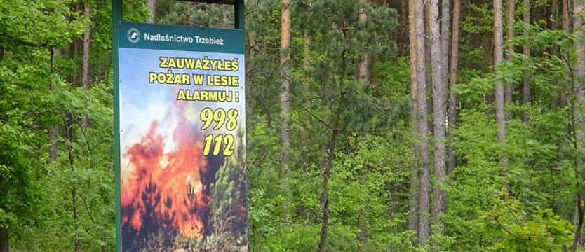 W lasach ekstremalnie sucho. Leśnicy apelują o rozsądek