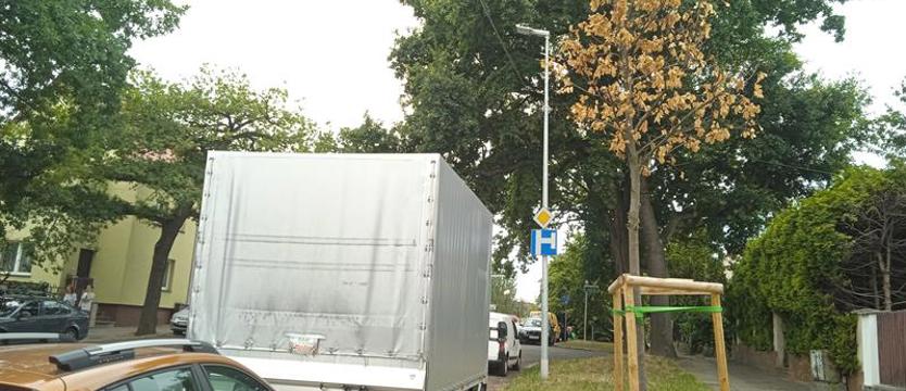 Co z tymi dębami?