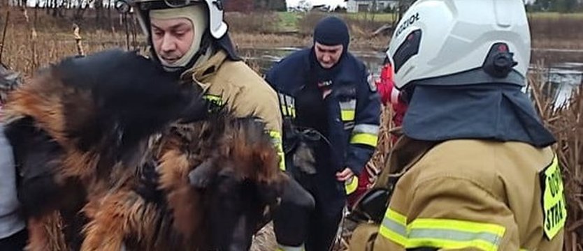 Pod mężczyzną z psem załamał się lód. Na pomoc ruszyli strażacy