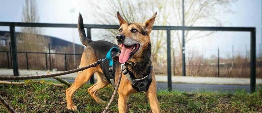 Pieski los z nadzieją na szczęście. Dla Włodka: wszystkie ręce na pokład