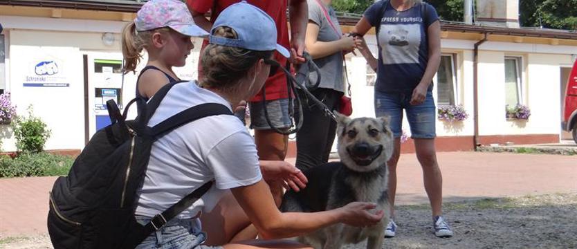 TOZ wycofał „swoje” zwierzęta ze schroniska. Poluś i cała reszta