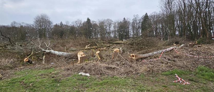 Były drzewa, będą apartamenty