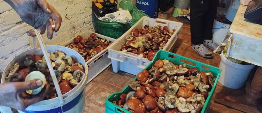 Jedni zbierają dla zarobku, drudzy do spiżarni. Sezon na grzyby jeszcze się nie kończy