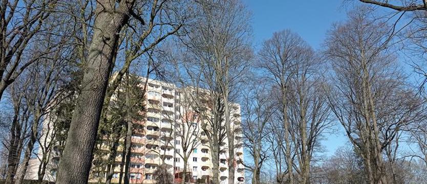 Urzędnicy i „troska o drzewa”. Od Żelechowej po Pogodno – inwestycje na później