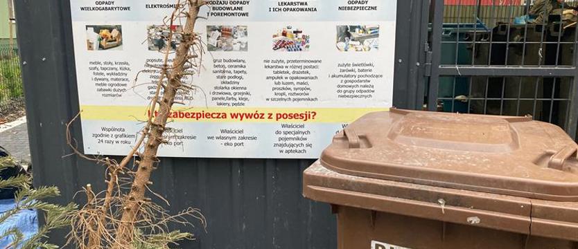 Drzewko można wystawić. Do końca marca