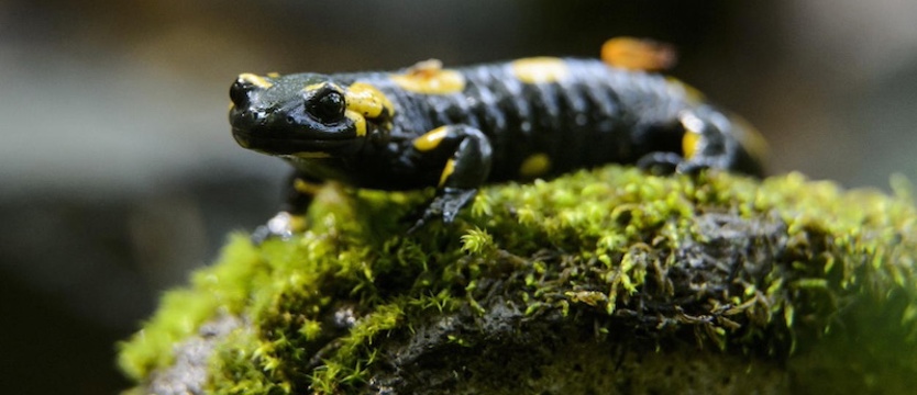 "Nature": giną płazy na całym świecie