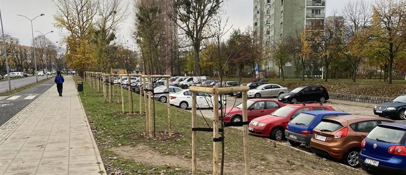 Trzecia zmiana drzew. Ulica zielonej beztroski