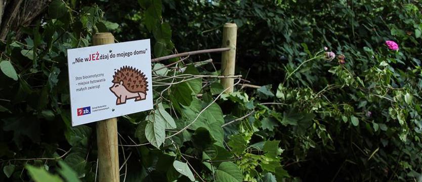 Lokalna wspólnota przygarnia zwierzęta. Braterstwo jeży z kotami
