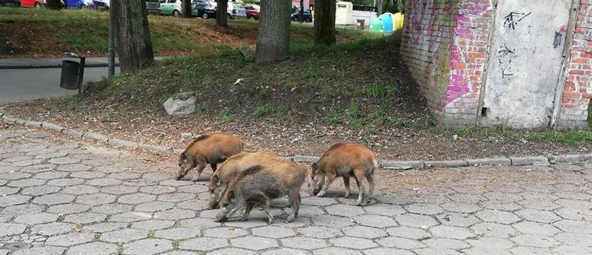 Szkody na działkach, szkody na osiedlach. Dzik w wielkim mieście