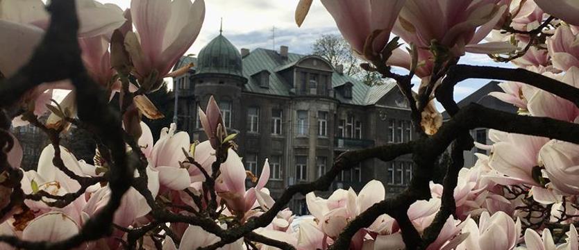 Zagłosuj na najpiękniejsze szczecińskie magnolie