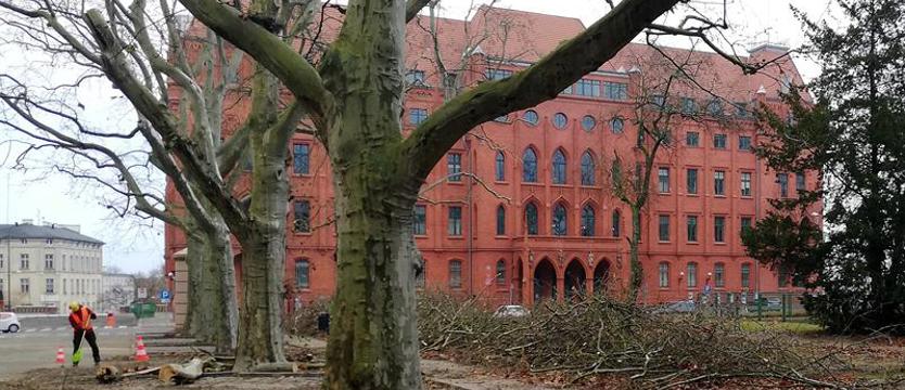 Hałdy ściętych konarów na pl. Batorego. Piły na platany