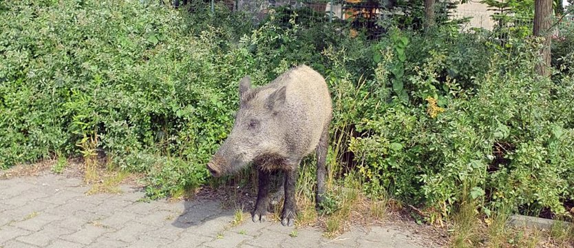 NAPISZ DO NAS. Dziki na Warszewie to codzienność