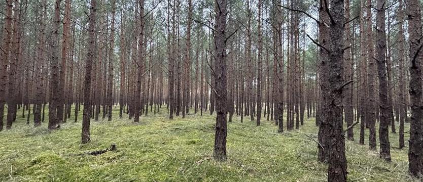 Policja: grzybiarz znalazł obiekt przypominający drona